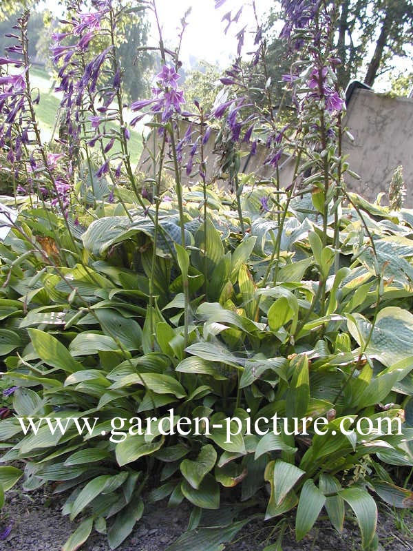 Hosta clausa var. normalis