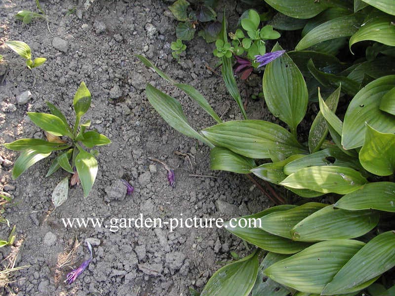 Hosta clausa var. normalis