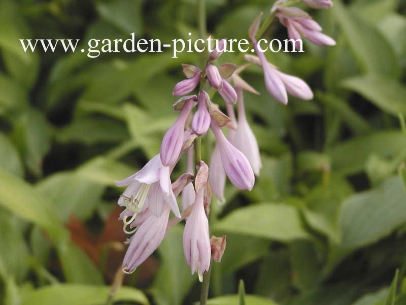 Hosta fortunei 'Albopicta'