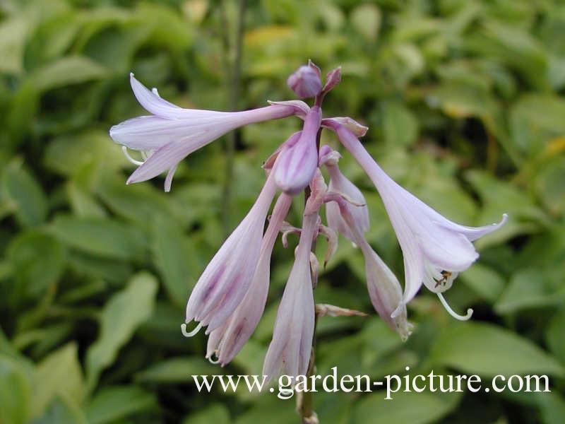 Hosta fortunei 'Obscura'