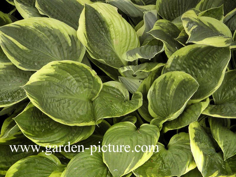 Hosta fortunei 'Aureomarginata'