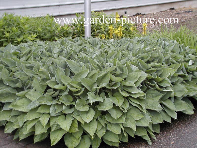 Hosta fortunei 'Hyacinthina'