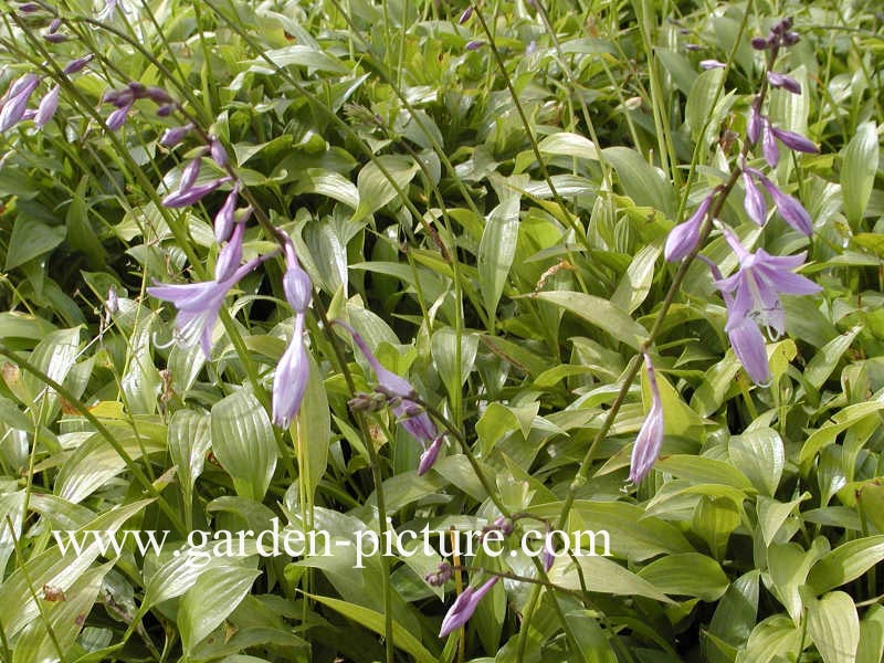 Hosta fortunei 'Obscura'