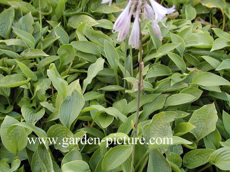 Hosta fortunei 'Obscura'