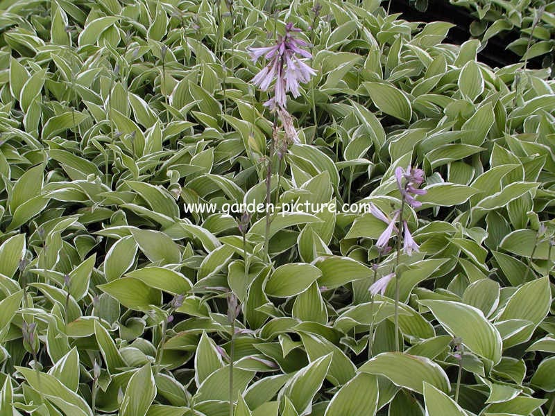 Hosta fortunei 'Francee'