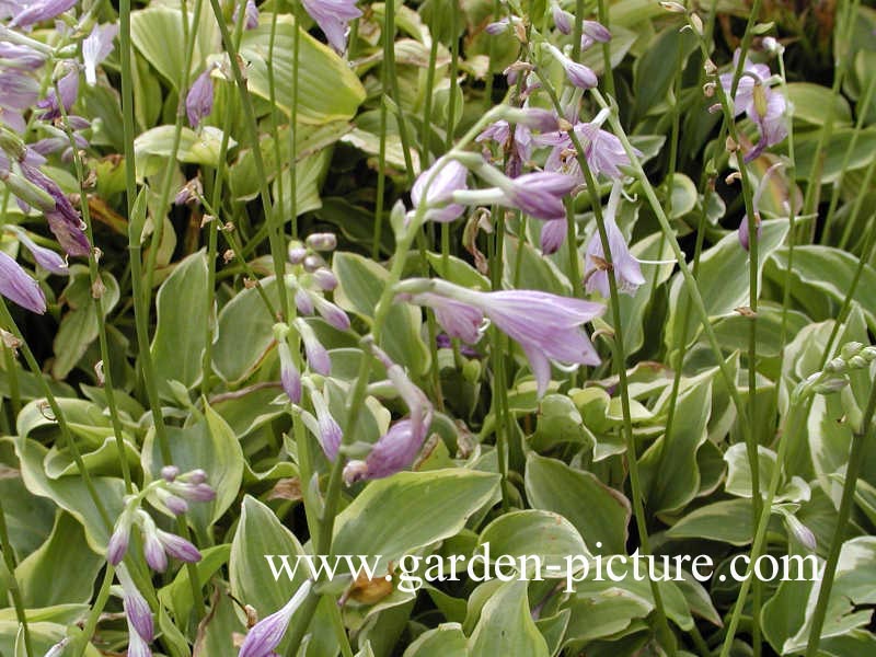 Hosta 'Golden Tiara'