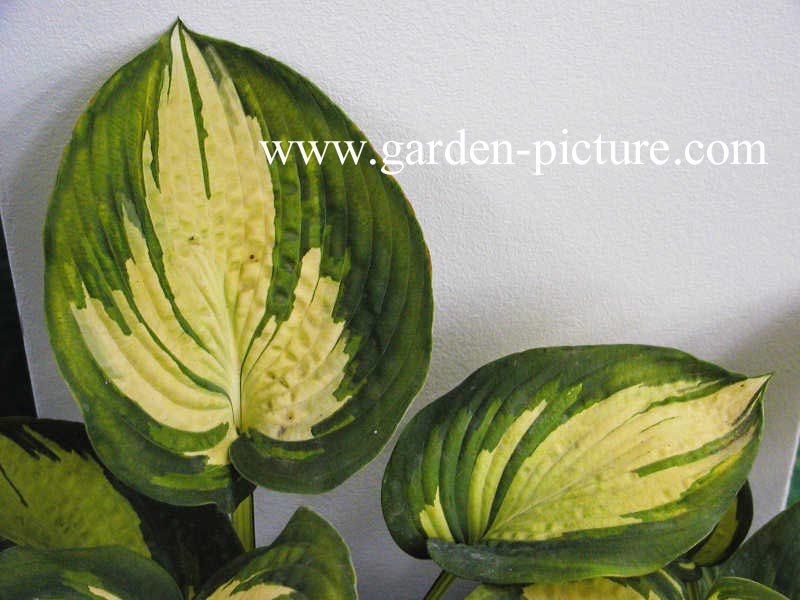 Hosta sieboldiana 'Great Expectations'