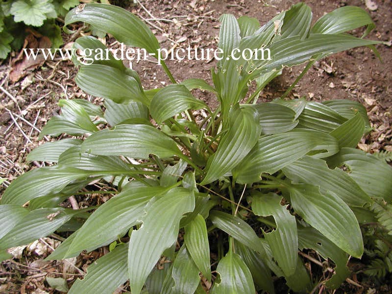 Hosta lancifolia