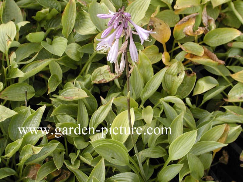 Hosta lancifolia