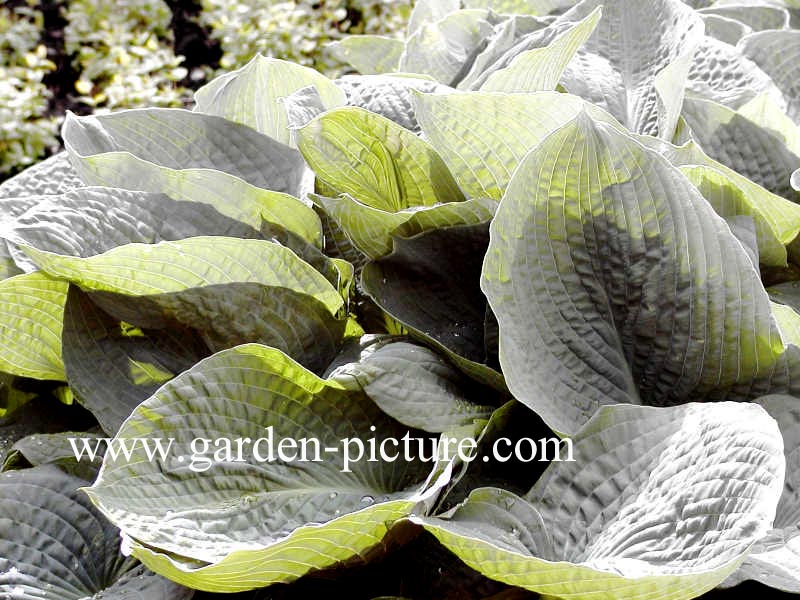 Hosta sieboldiana 'Elegans'