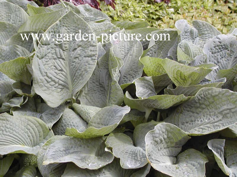 Hosta sieboldiana 'Elegans'