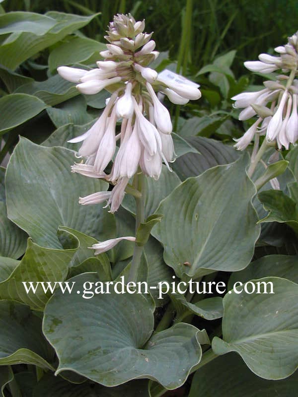 Hosta sieboldiana 'Elegans'