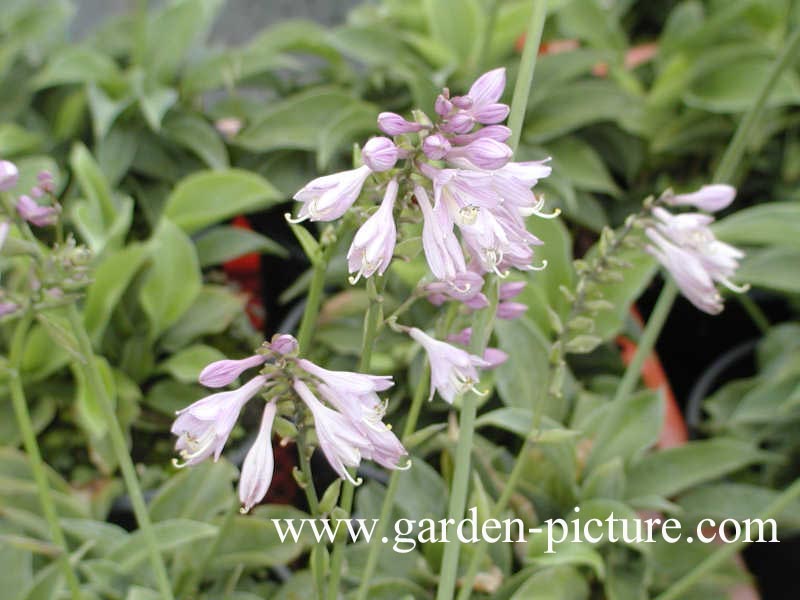 Hosta tardiana 'Blue Moon'