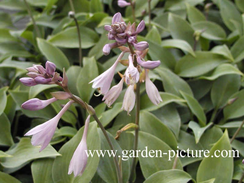 Hosta 'Halcyon'