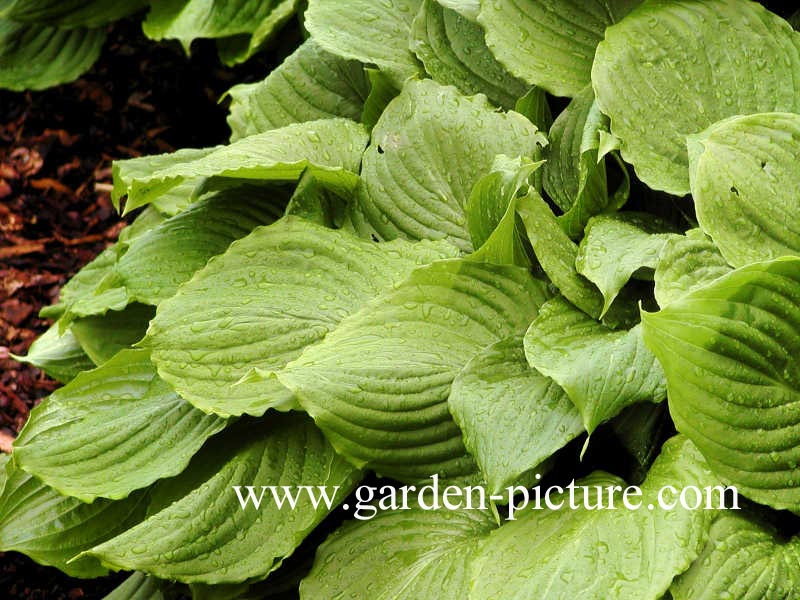 Hosta ventricosa