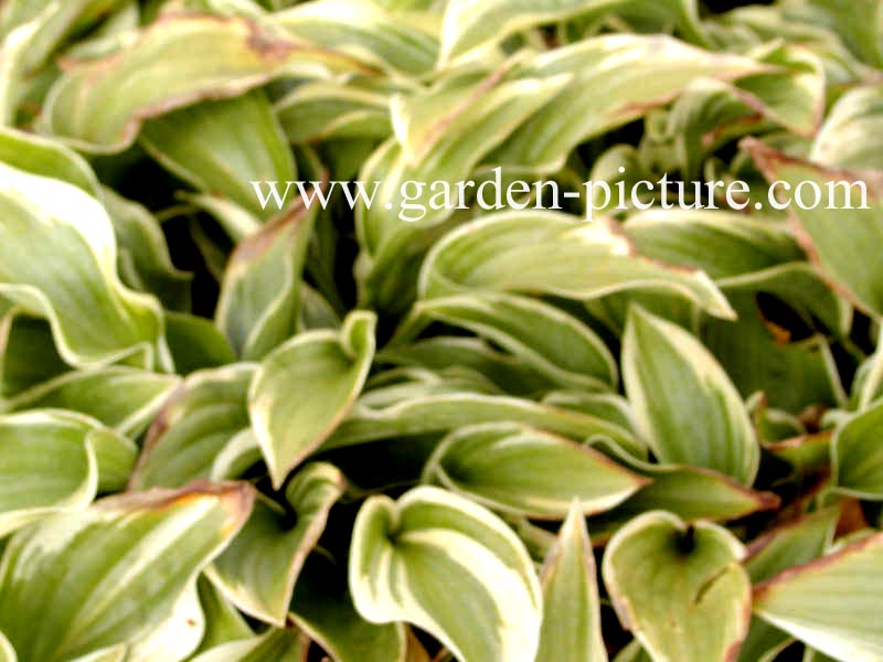 Hosta 'Wide Brim'