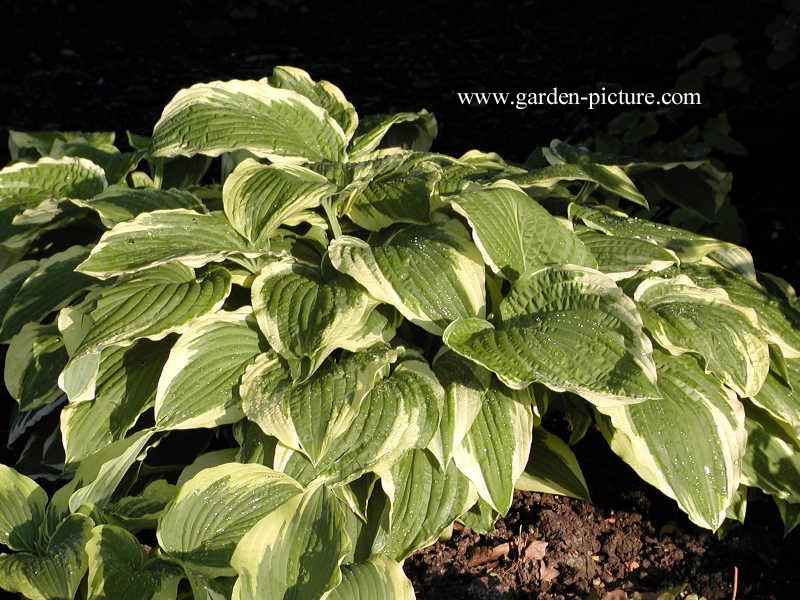 Hosta 'Moerheim'