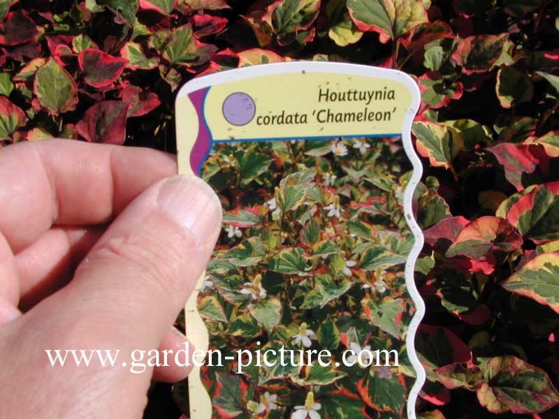 Houttuynia cordata 'Chameleon'