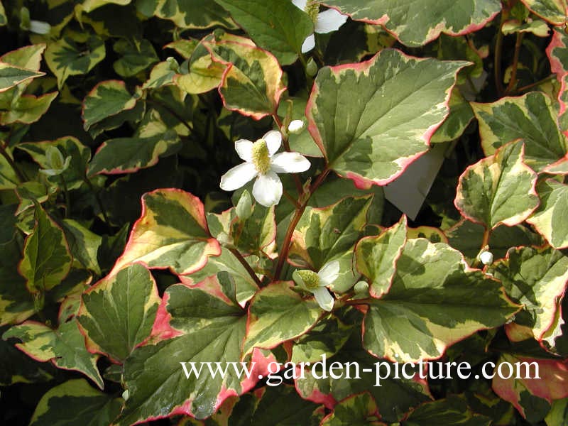 Houttuynia cordata 'Chameleon'