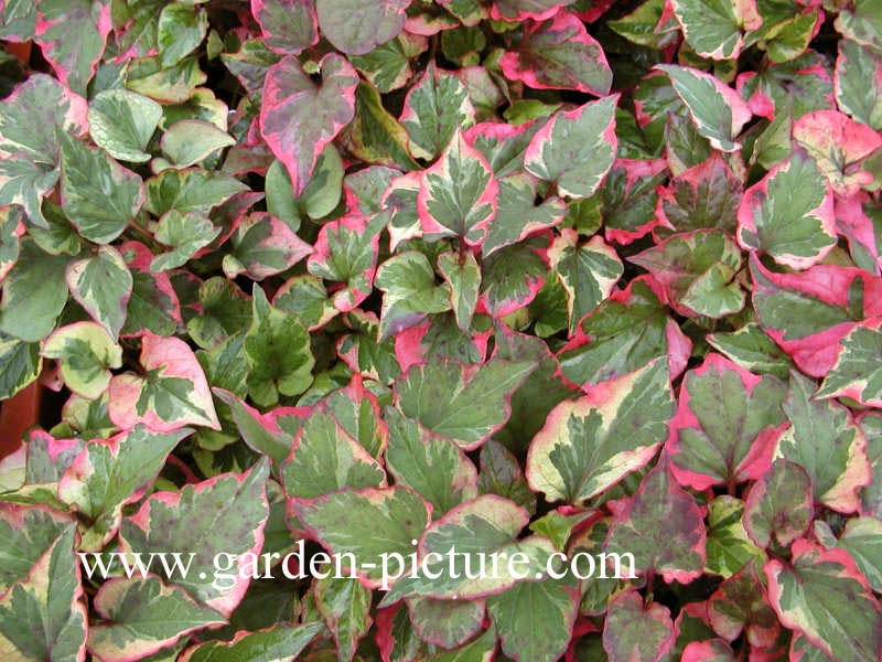 Houttuynia cordata 'Chameleon'