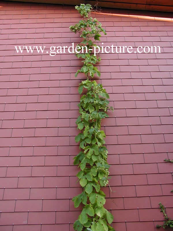 Humulus lupulus