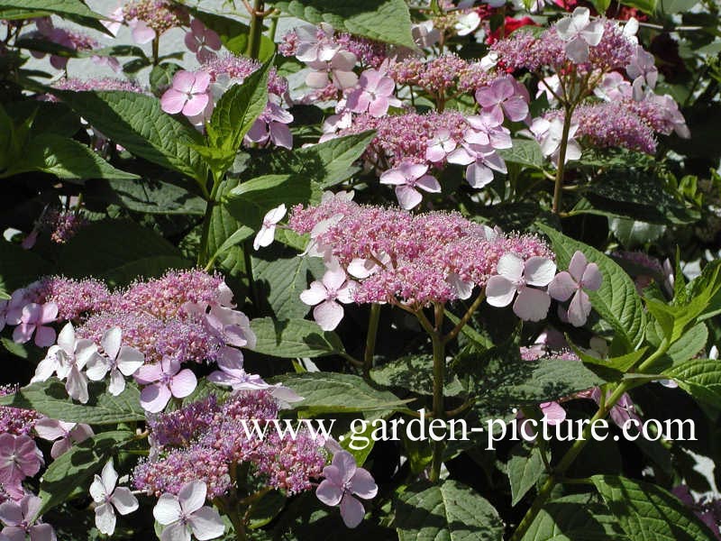 Hydrangea aspera