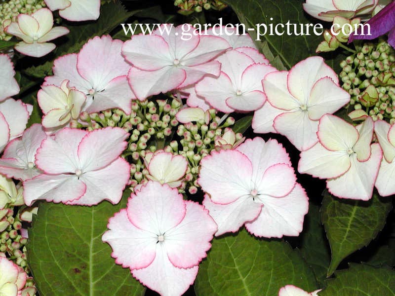 Hydrangea macrophylla 'Love You Kiss' (HOVARIA)