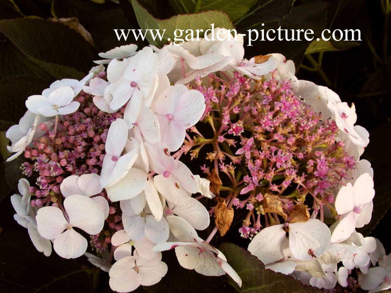 Hydrangea macrophylla 'Libelle'