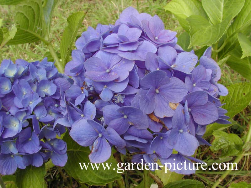 Hydrangea macrophylla 'Mathilde Guetges'