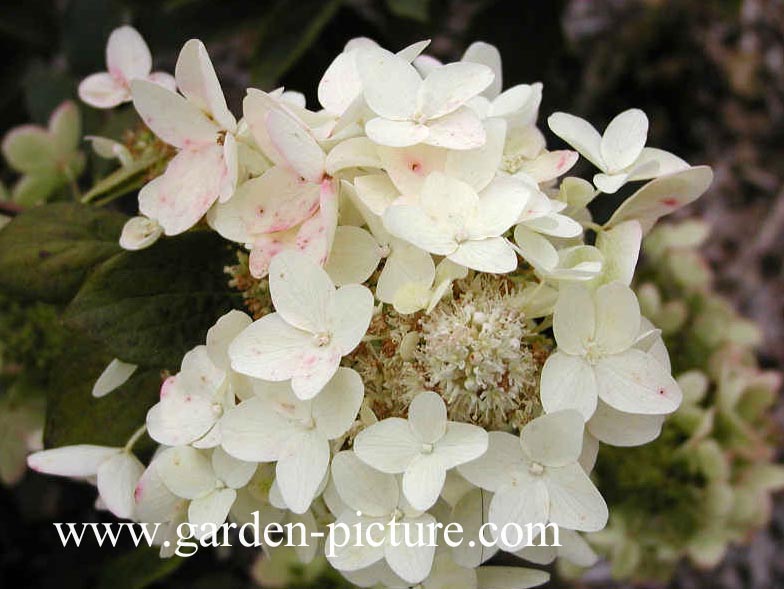 Hydrangea paniculata 'Evereste'