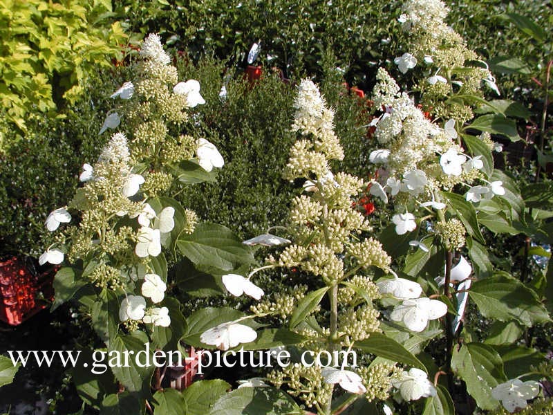 Hydrangea paniculata 'Kyushu'