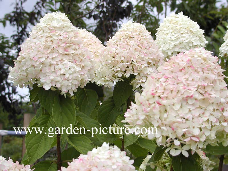 Hydrangea paniculata 'Limelight'