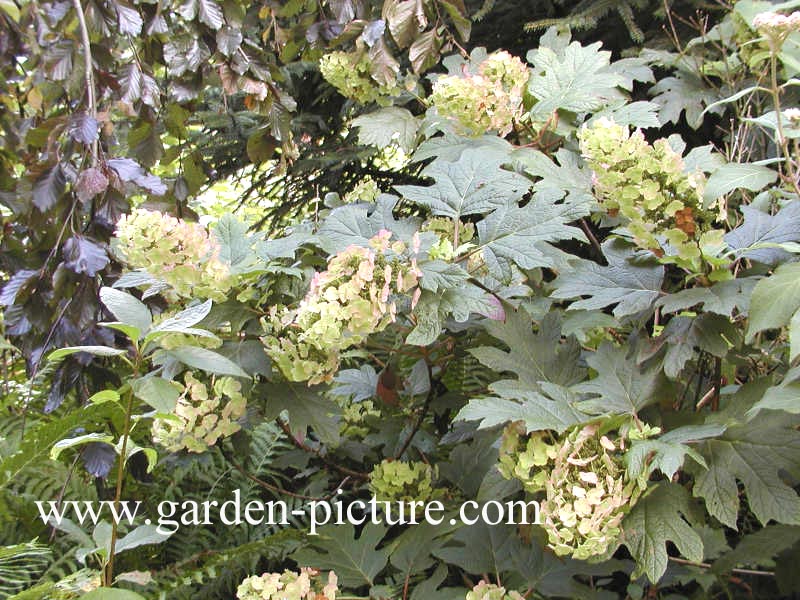 Hydrangea quercifolia 'Brido' (SNOWFLAKE)