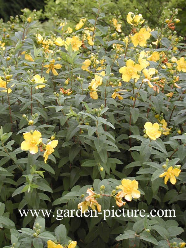 Hypericum 'Hidcote'