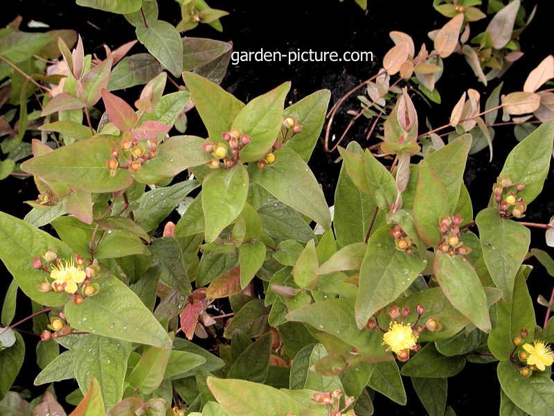 Hypericum inodorum 'Arcadia'