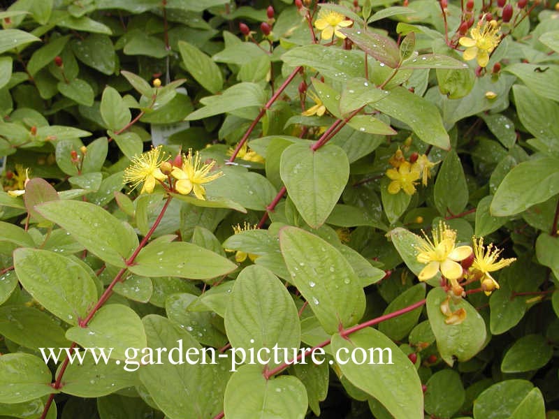 Hypericum inodorum 'Rheingold'