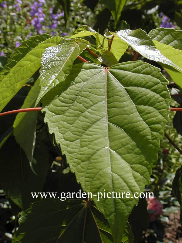 Idesia polycarpa