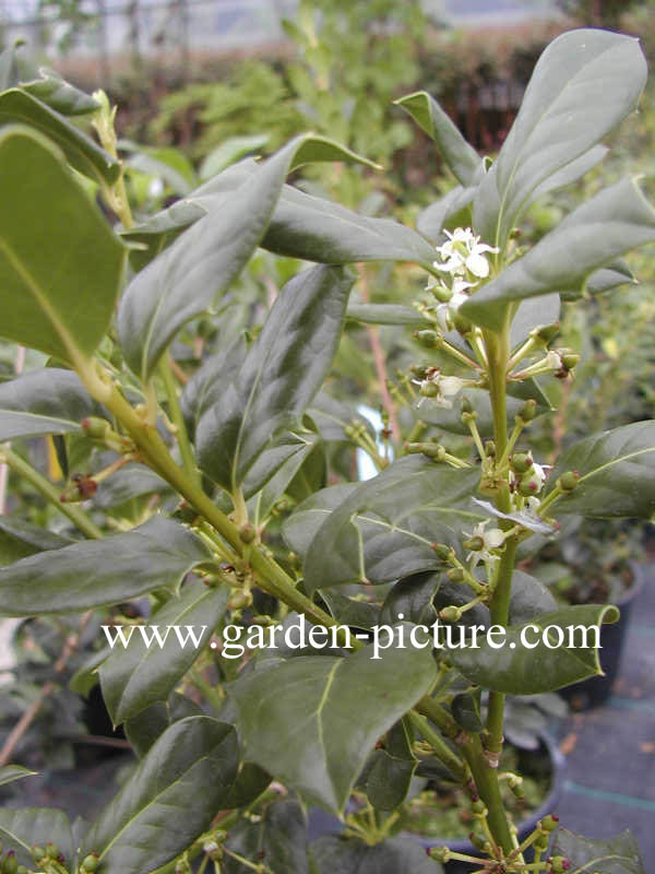 Ilex 'Nellie R. Stevens'