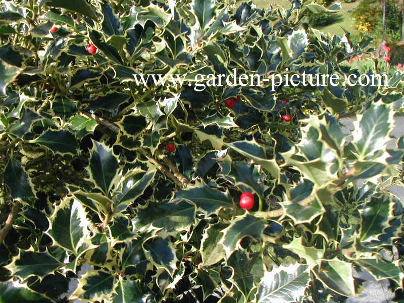 Ilex altaclerensis 'Golden King'