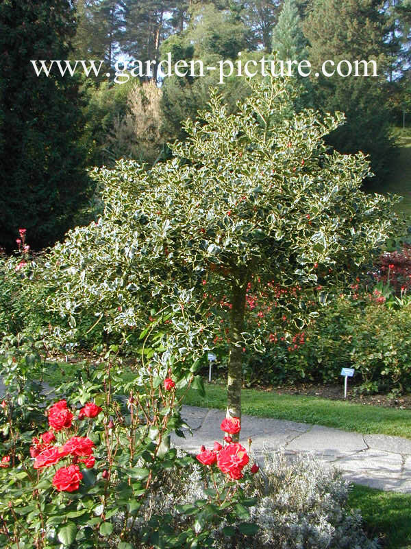 Ilex altaclerensis 'Golden King'