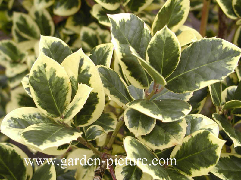 Ilex altaclerensis 'Golden King'