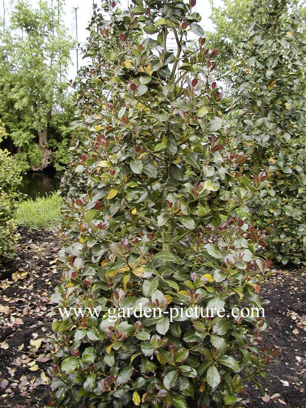Ilex altaclerensis 'Balearica'