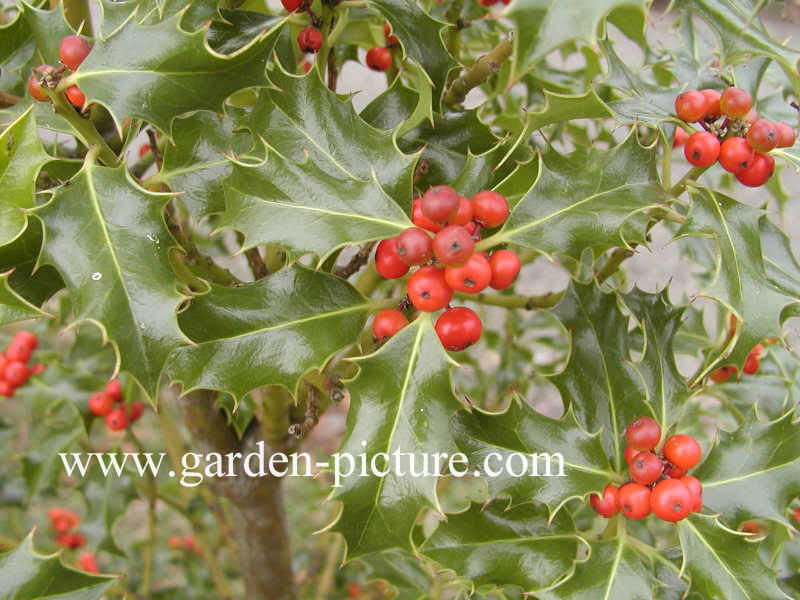 Ilex aquifolium 'Alaska'