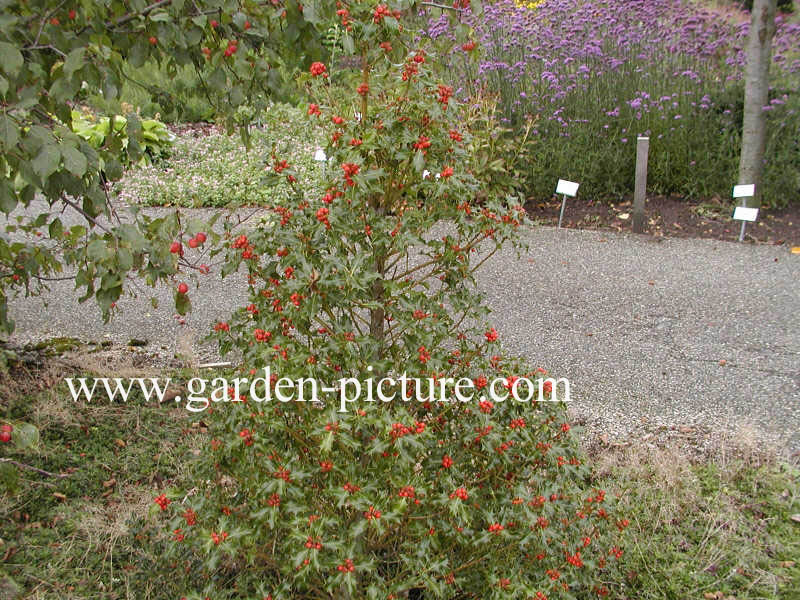 Ilex aquifolium 'Alaska'