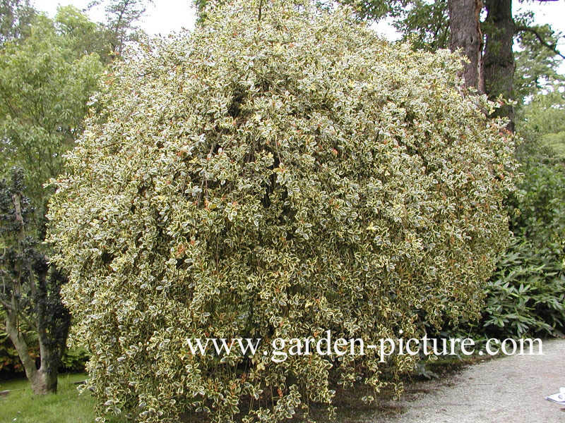 Ilex aquifolium 'Argentea Marginata Pendula'