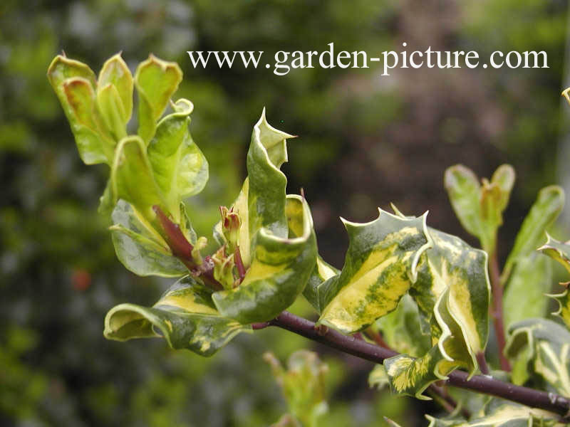 Ilex aquifolium 'Crispa Aureopicta'