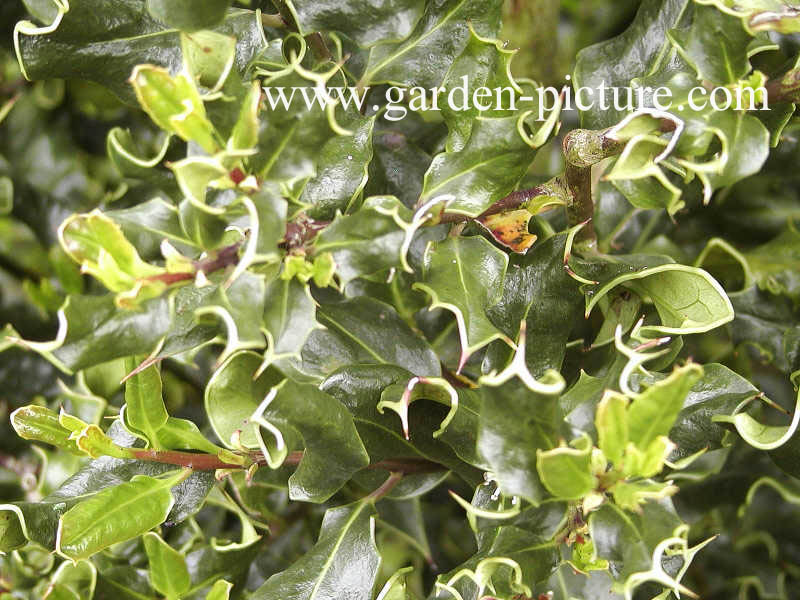 Ilex aquifolium 'Crispa'
