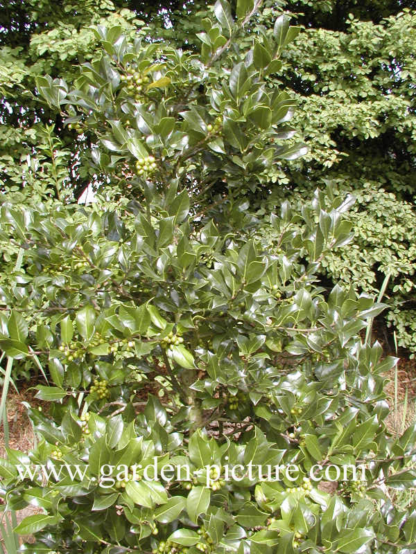 Ilex aquifolium 'Fructu Aurantiaca'