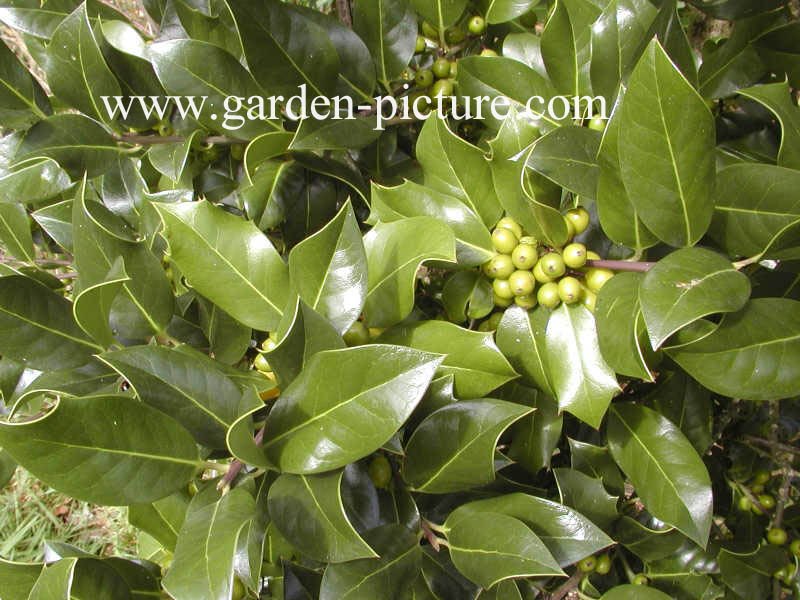 Ilex aquifolium 'Fructu Aurantiaca'