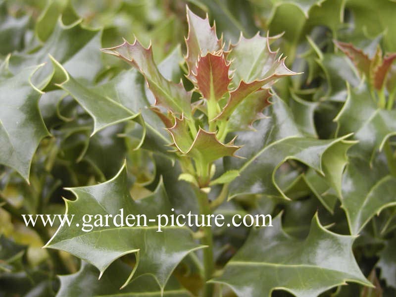Ilex aquifolium 'Green Pillar'